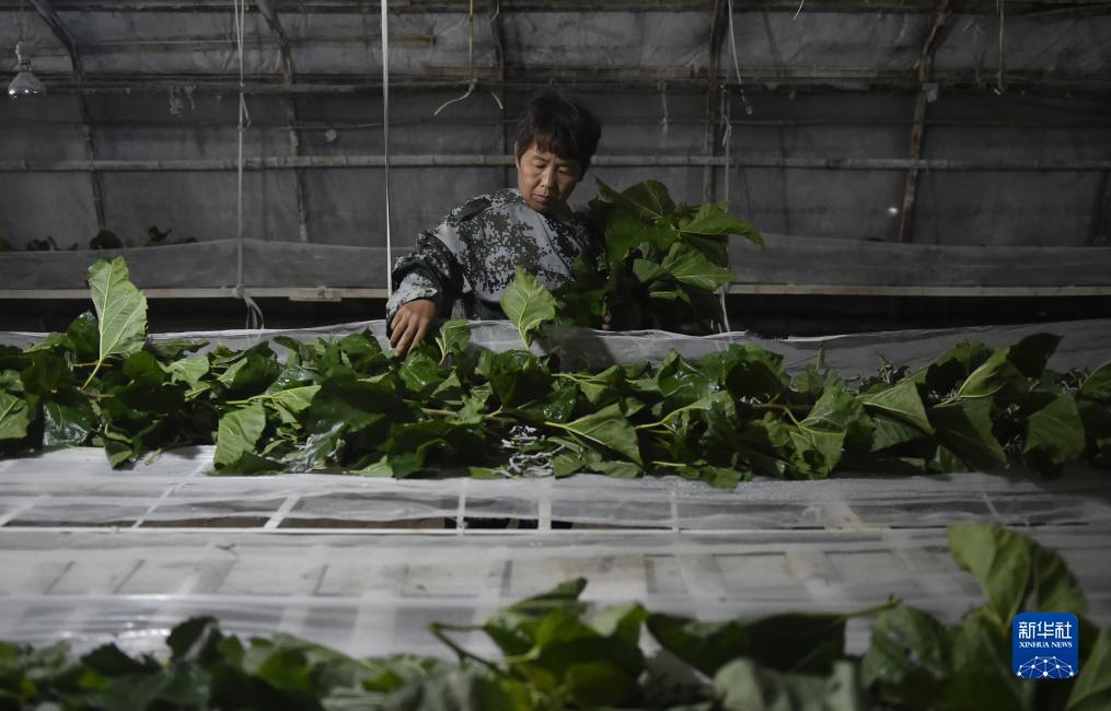 凤凰游戏网